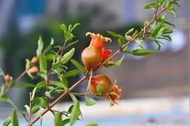 阳台种植石榴的4个技巧，观花观果，变漂亮盆景，年年旺盛很喜庆图片
