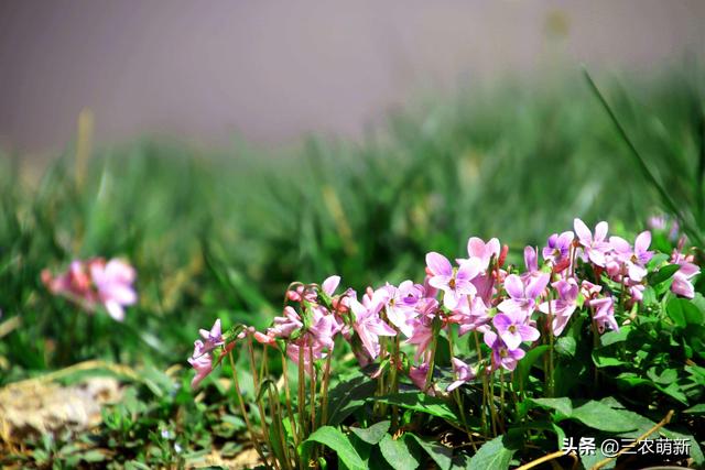 根像“钉子”，叶片像“犁头”，常被当盆栽，它的价值你知道吗？