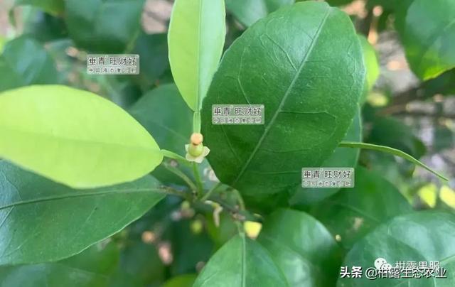 干货来啦！不同柑橘品种的一保药剂方案分享