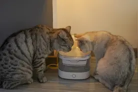 适合喵星人的智能饮水机：宠咕咕瀑布饮水机好看又好用图片