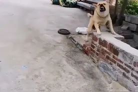 小伙路过拐角时总被大黄狗吠叫，无奈牵出自家狗：当我好欺负是吧图片