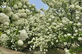 成都温江的绣球花开好了，就等你了图片