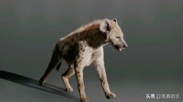 盘点非洲10大危险动物，为何狮群被集体团灭？谁才是非洲王者？