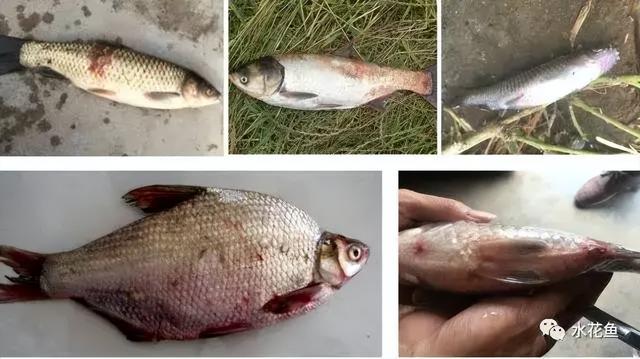 简析疑难杂症——鱼类败血症的防控：难治的集多症状于一身的鱼病