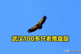 地震的预兆吗？武汉上空出现100多只老鹰盘旋，密集汇聚成鹰河图片