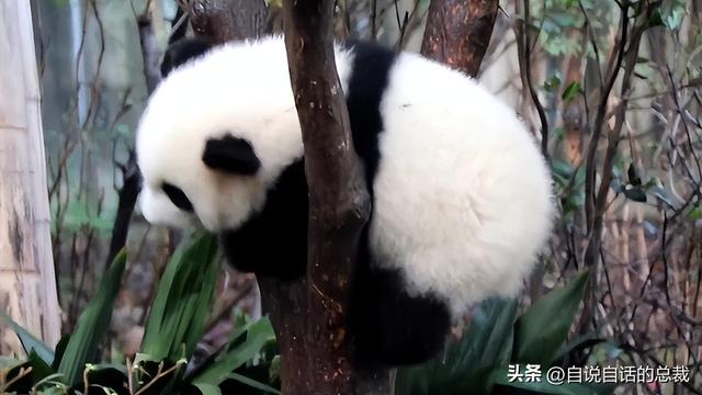 熊猫：真实存在的上古恐惧，为什么只有人类觉得大熊猫很可爱？