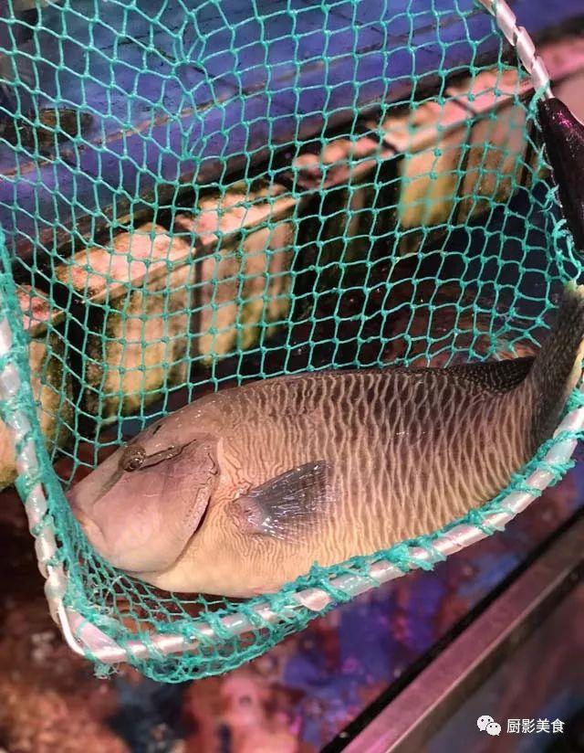 40头的花胶是几级 2025年花胶40头是什么意思?