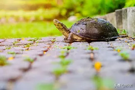 乌龟白眼要如何治疗？为什么用药没效果？图片