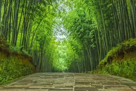 大旺竹海里的“宝藏”：安静沉醉的纳溪风景，有竹亦有酒图片