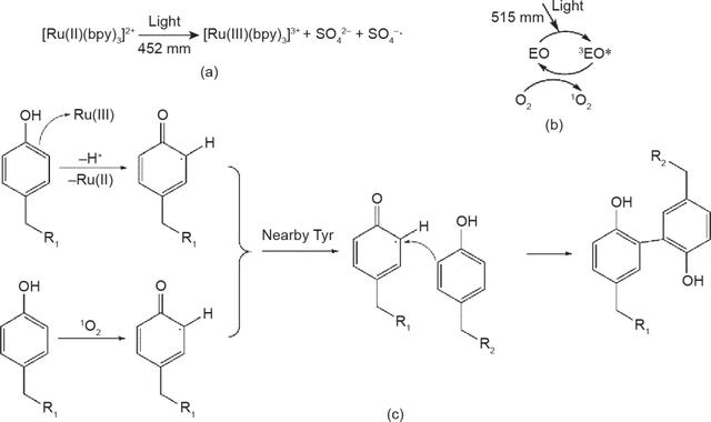 光固化3D生物打印技术的新进展