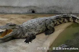 闷声发大财：饲养鳄鱼的前景与利润分析图片