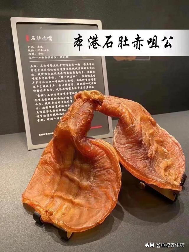 安南鱼胶是属于鳘鱼胶吗 2026年安南鱼胶属于什么档次