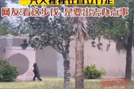 糟了，被发现了！这只大猩猩会直立行走！图片