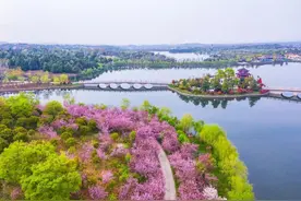 美到藏不住了！来这里邂逅2公里樱花隧道的浪漫图片