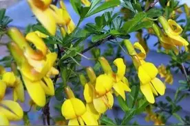 具有万能价值的植物，也是春天不可错过的野菜～“金雀花”图片