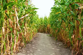 乡情散文：老家的苞米图片