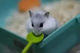 小科普：什么是湿尾症？湿尾症会传染给人吗？图片