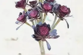 黑法师如何做到一头变多头？一砍二摘还不留疤痕图片