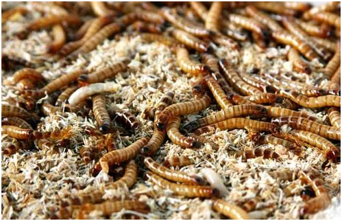 蛋白虫养殖大概要投资多少钱（云南耘禾农业蛋白虫养殖为农户共同富裕添砖加瓦）