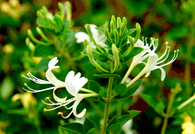 踏春必备“百草图”之三，身边那些有价值的野草，你能认识几种？