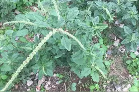 俗名“祛湿草”，当地人又称“土人参”，村里人见到就挖，价值高图片