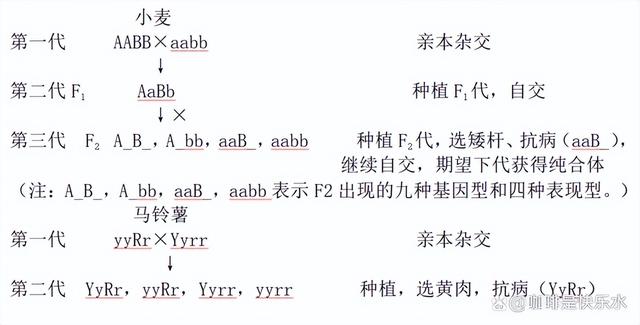 高中生物-变异育种及进化