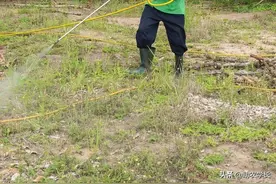 除草剂这样用才是正确的，很多农户都不谨慎，效果不好图片