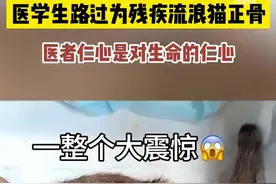 原来猫也可以正骨啊图片