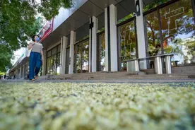 文化东城 | 7月，走过槐香四溢的700年老街图片