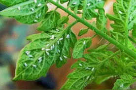 杀灭白粉虱好用的土办法，不用一点农药，轻松解决图片