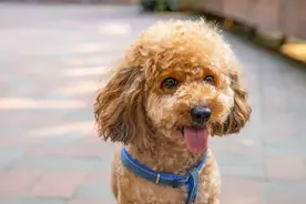 别轻易养这“6种狗”，一旦流浪，基本活不过7天图片