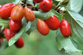 栾川山茱萸本地叫（枣皮）图片