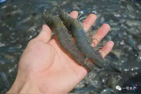 厉害！成本更低、成功率更高！有老养殖户，分享3个养虾大诀窍图片