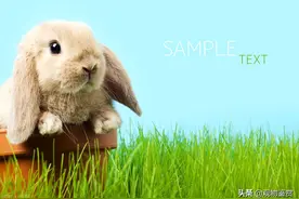 兔子的26种肢体语言，读懂并了解，它就会信任你图片