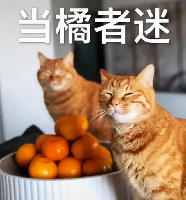 抖音上大量网红，因为吃了砂糖橘变黄了