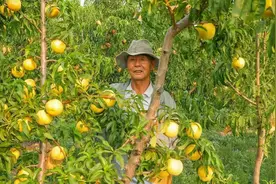 凤凰深调 | 一颗200克黄桃的变革图片