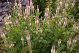 鸡冠花的祖先，老人叫它“明目草”，常摘回来泡茶喝，清肝又明目图片