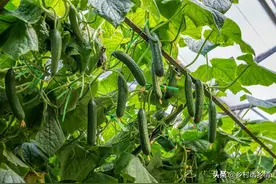 瓜果蔬菜和果树，结果期不可缺少这两种肥料，没有就坐不住果图片