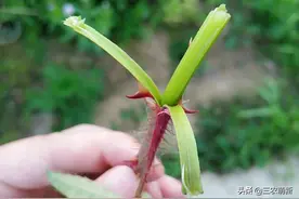 刺苔：满身是刺，剥皮可以当水果吃，味道不比甘蔗差图片