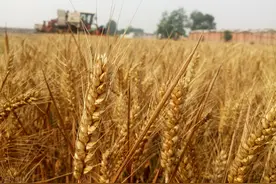 定了！山东每亩小麦补贴不低于134元！别的地方怎么补？图片