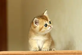 缓解宠物应激反应的十大营养素图片