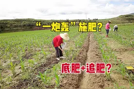 种植玉米“一炮轰”施肥能高产吗？和底肥+追肥相比，哪种产量高图片