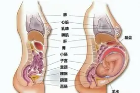 孕1~10个月时子宫的位置在哪，内脏被挤到哪去了？图片