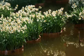 5种“浓香花”，香味浓郁，就像喷了香水一样，进来看看你养过吗图片