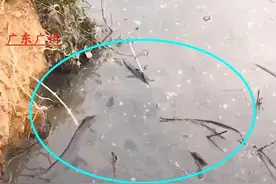 水塘被填平，十斤大鱼没人捞，为啥？网友：最脏的鱼，厕坑都能活图片