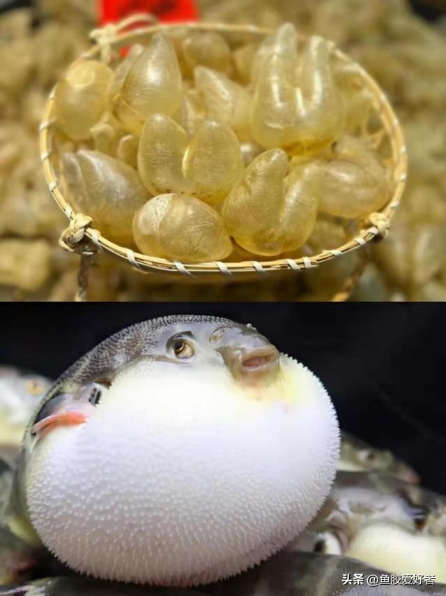 澳洲花胶是哪种鱼 澳洲花胶液有什么好处