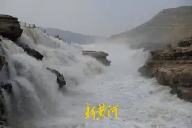 黄河小浪底大规模排沙，排到哪里去了？大量鱼被冲得撞死在石头上图片