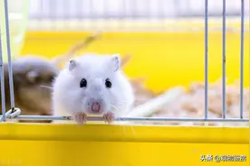 仓鼠咬笼子是什么原因，如何训练仓鼠不咬笼子，试试这三种方法图片