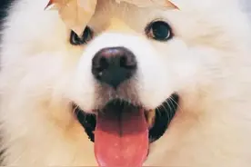 宠e生小课堂：我养的狗狗得了犬细小病毒，如何治疗图片