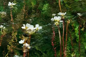 罕见！昆明最纯净水源地，不用去泸沽湖，也能看到“水性杨花”图片